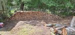 Oak Trees Cut 9.jpeg