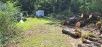 Oak Trees Cut 9a.jpeg