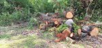 Oak Trees Cut 9b.jpeg