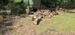 Oak Trees Cut 9c.jpeg