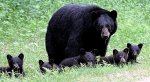 the bear family.jpg