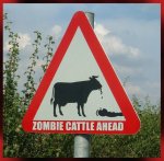 zombie cattle.jpg