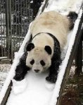 Sliding-Panda-Sliding_500x500.jpg