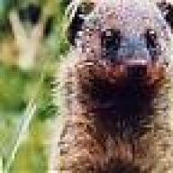 Mongoose1