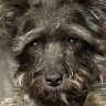 Gary the dog