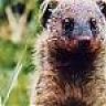 Mongoose1