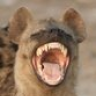 Hyenine