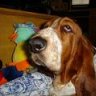 bassetdeuce