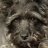 Gary the dog